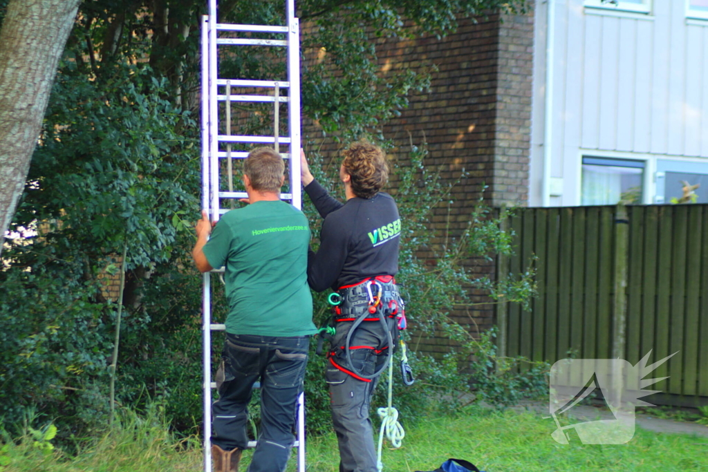 Hoogwerker ingezet voor kat in boom