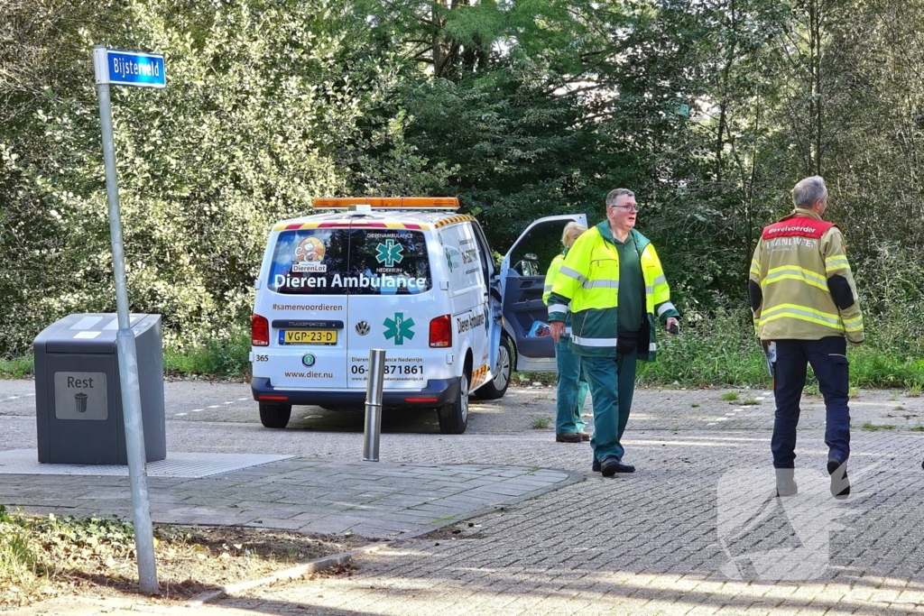 Brandweer assisteert dierenambulance bij kat in boom