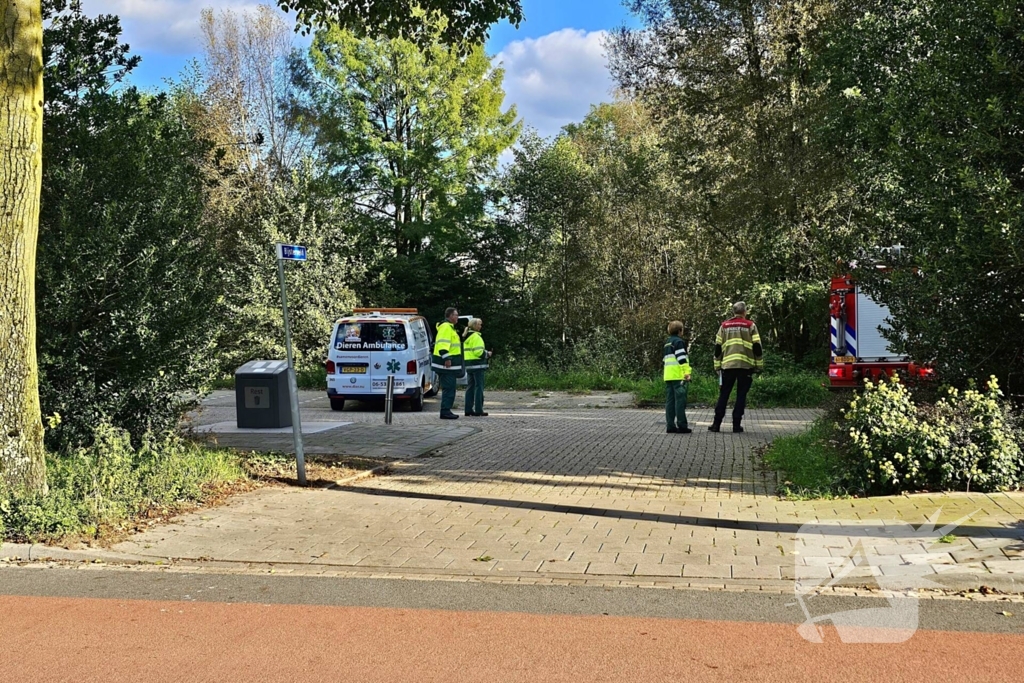 Brandweer assisteert dierenambulance bij kat in boom