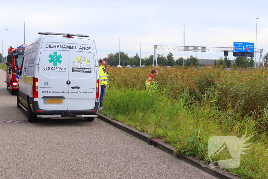 Brandweer assisteert dierenambulance bij zoektocht naar kat