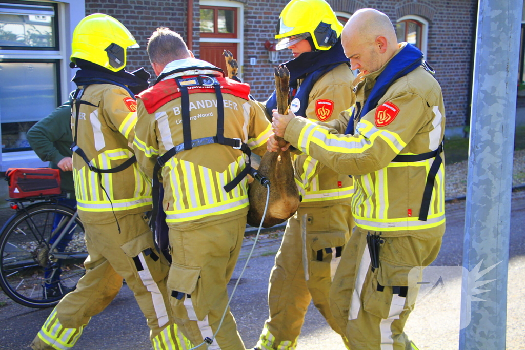 Brandweer zet alles op alles om ree te vangen