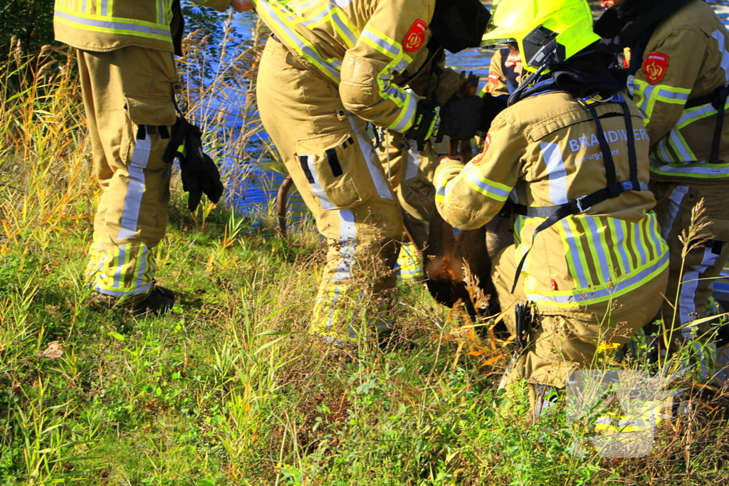 Brandweer zet alles op alles om ree te vangen