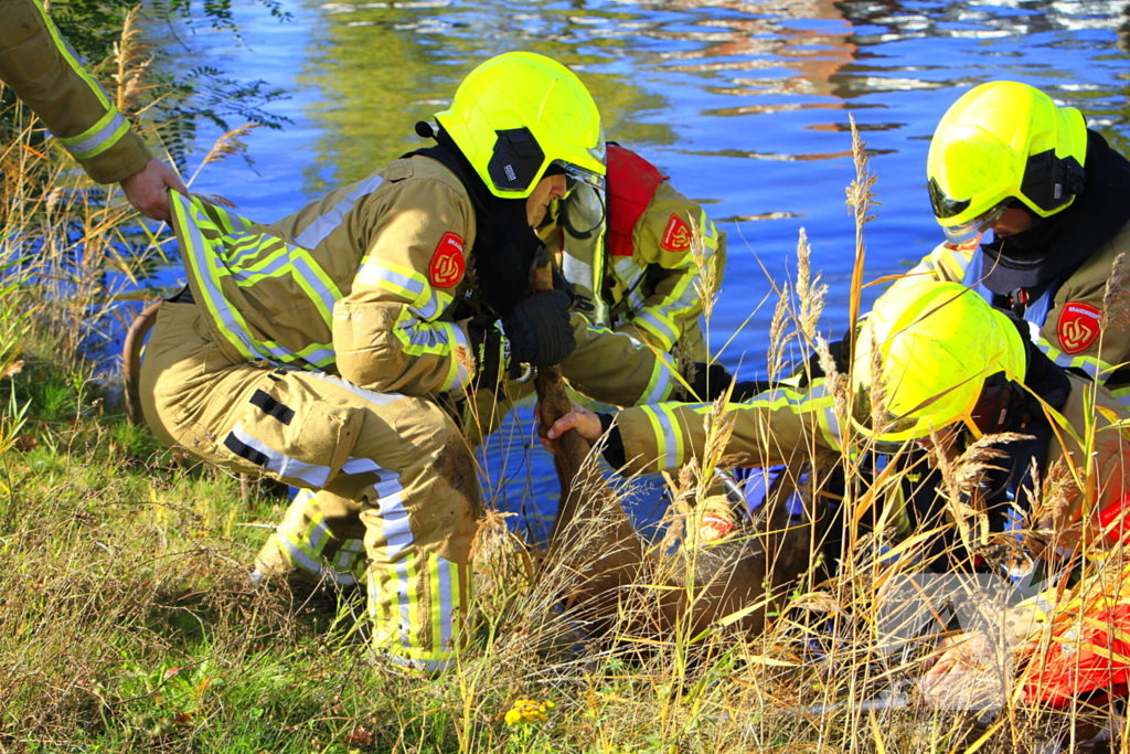 Brandweer zet alles op alles om ree te vangen