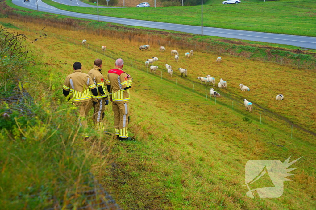 Brandweer op zoek naar vastzittend schaap