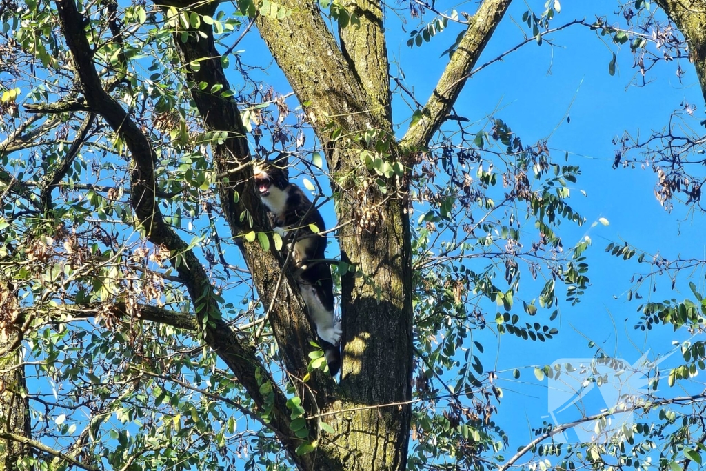 Poes Silvi door brandweer en dierenambulance gered uit boom