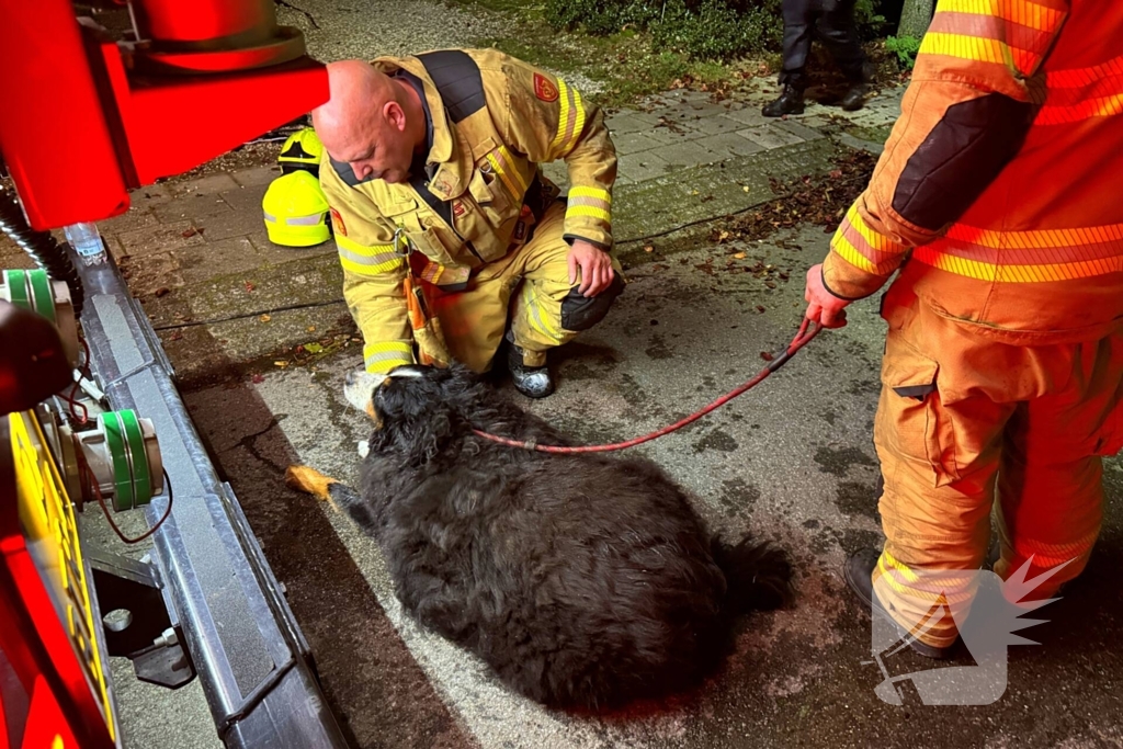 Bewoner gered uit woning na brand; hond opgevangen door dierenambulance