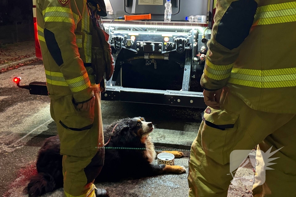 Bewoner gered uit woning na brand; hond opgevangen door dierenambulance