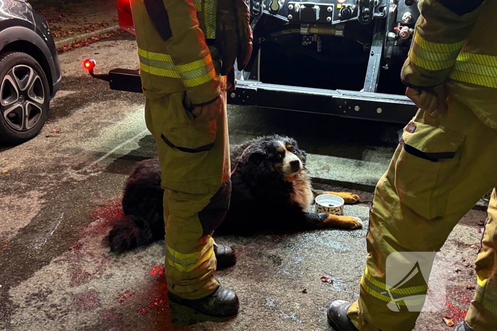 Bewoner gered uit woning na brand; hond opgevangen door dierenambulance