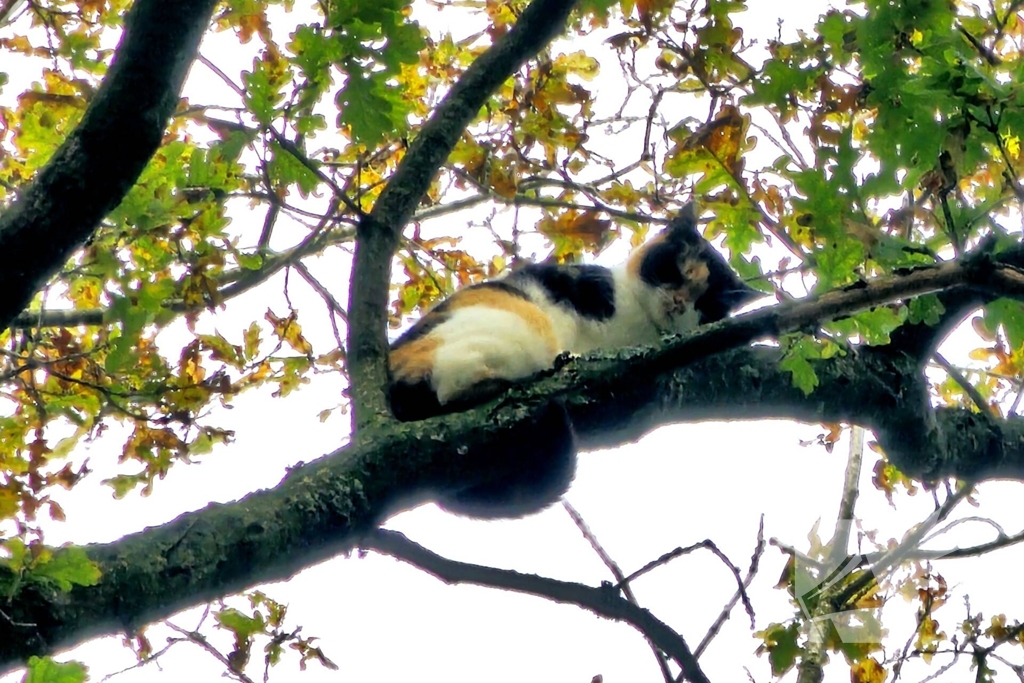 Hulpdiensten druk voor kat in boom