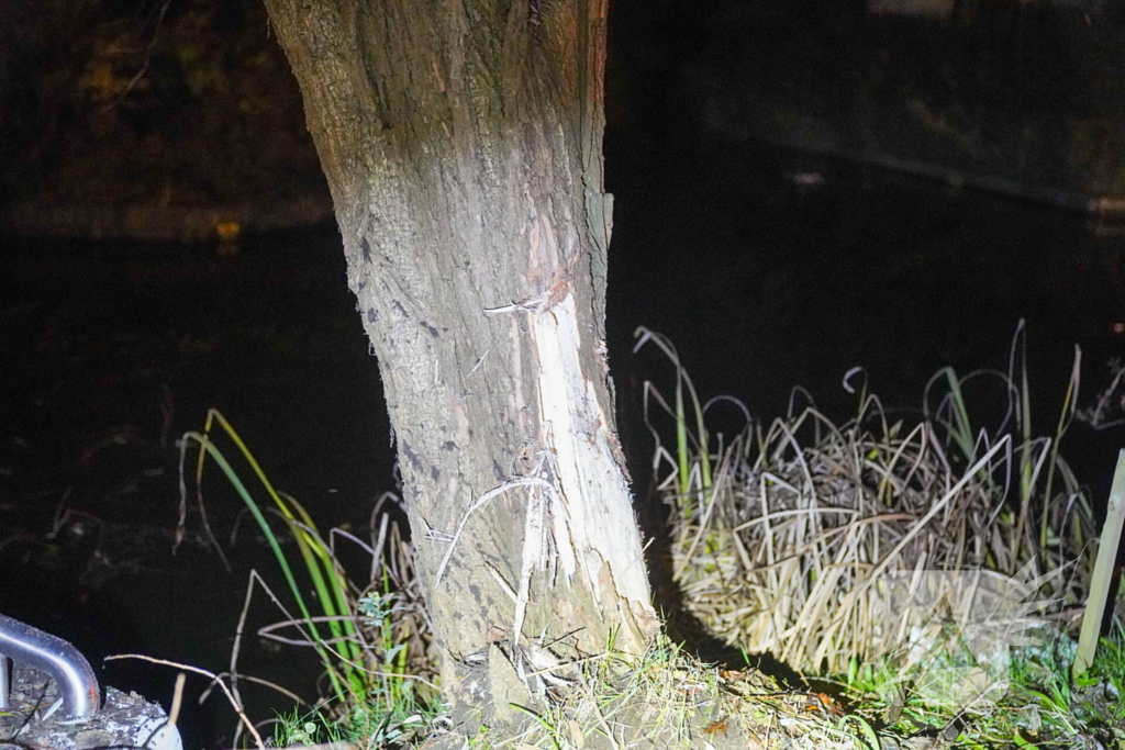 Meerdere gewonden nadat voertuig op boom klapt