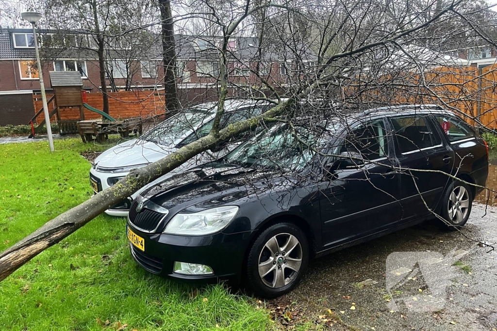 Kleine boom valt op personenauto