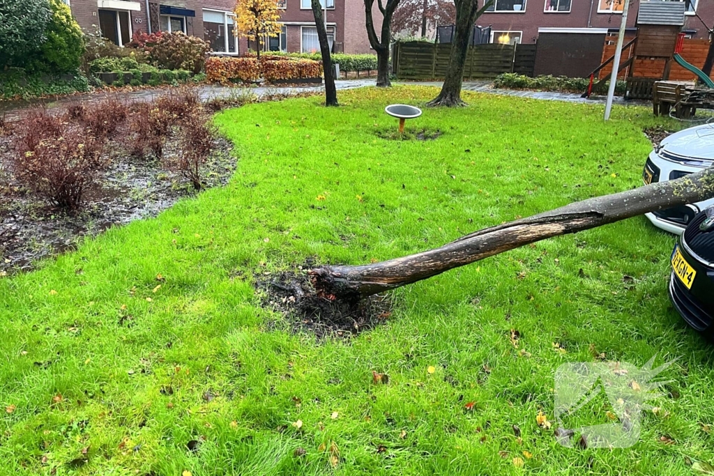 Kleine boom valt op personenauto