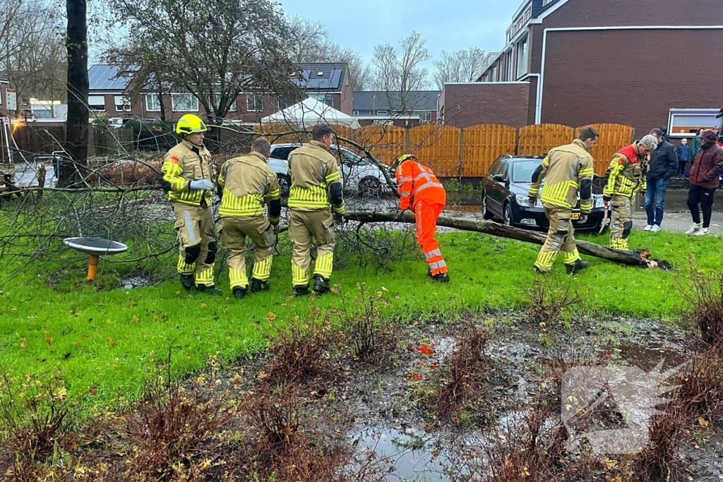 Kleine boom valt op personenauto