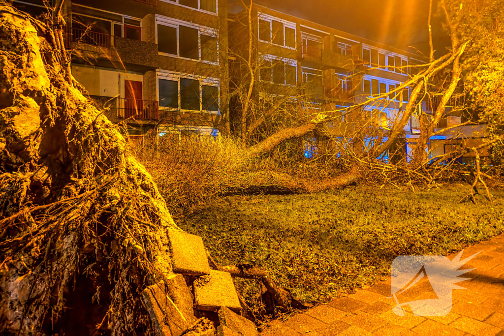 Enorme boom valt om door harde wind