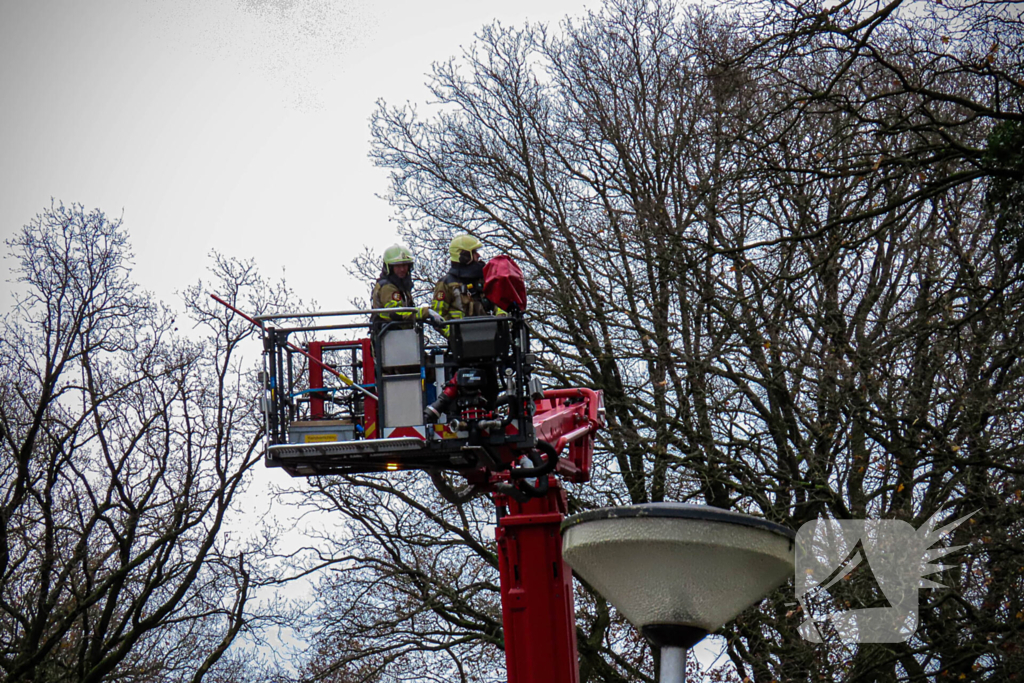 Brandweer assisteert bij kat in de boom