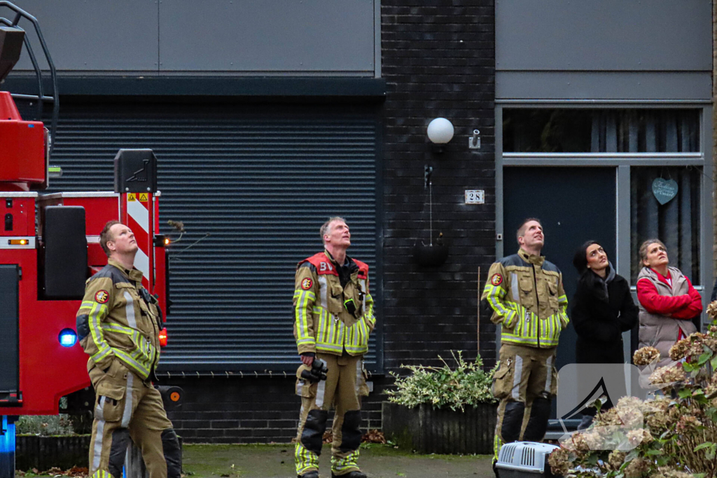 Brandweer assisteert bij kat in de boom