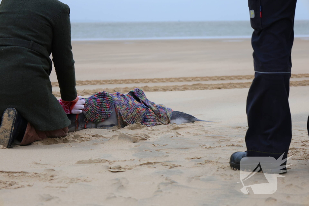 Bruinvis aangespoeld op strand