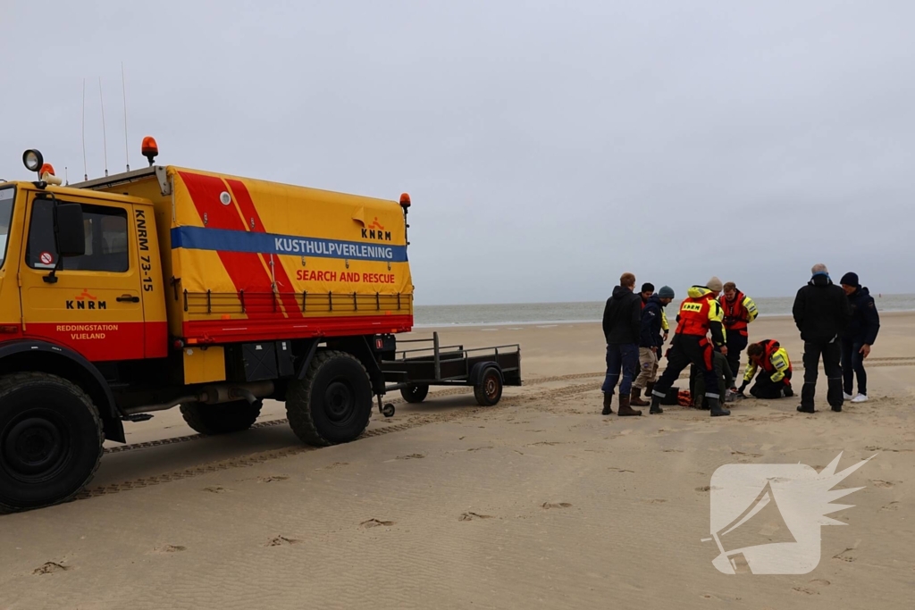 Bruinvis aangespoeld op strand