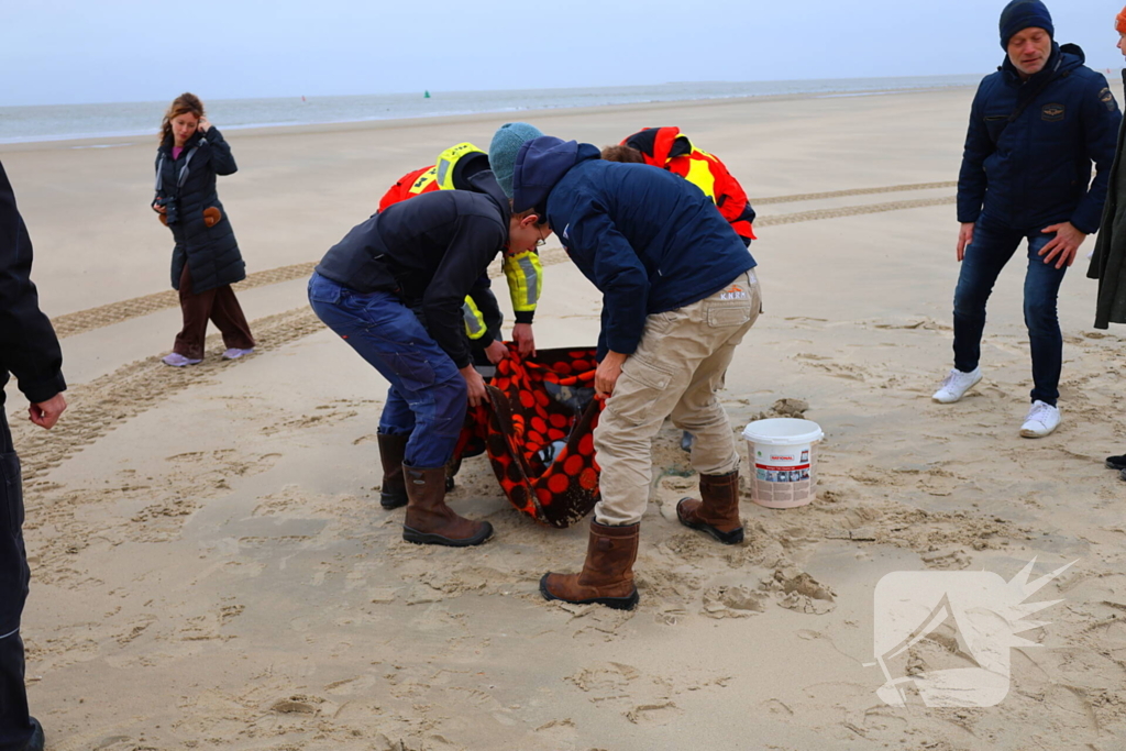 Bruinvis aangespoeld op strand