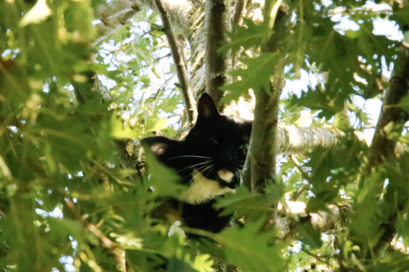 Kat Tommy zorgt voor lastige reddingsactie uit boom