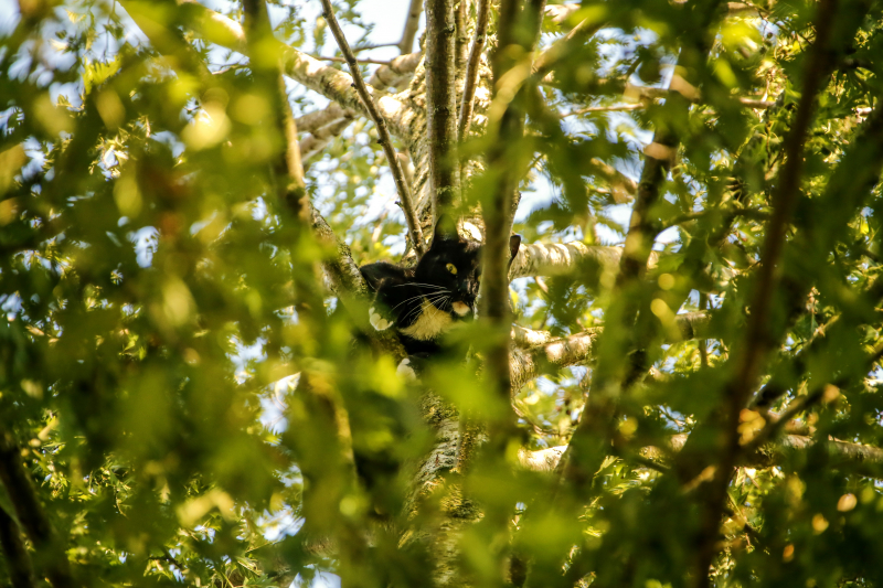 Kat Tommy zorgt voor lastige reddingsactie uit boom