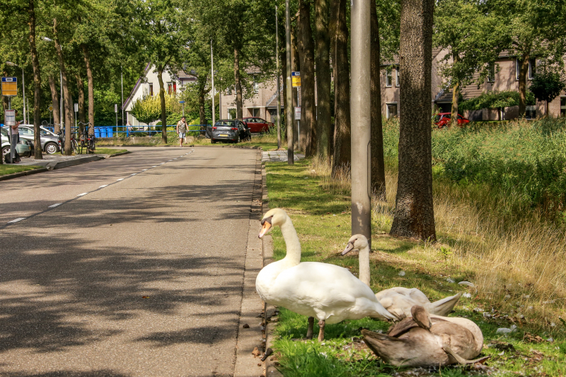 Bestuurder knalt tegen boom