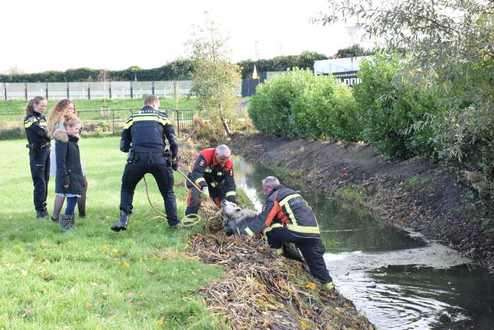 Schaap uit het water gered