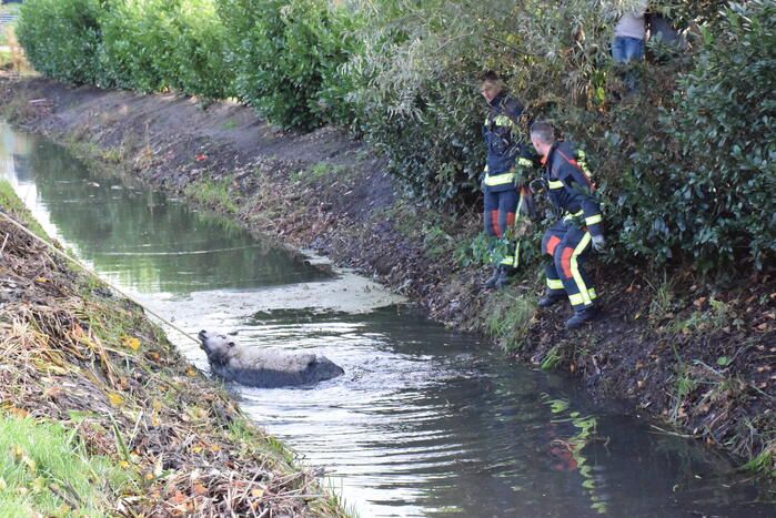 Schaap uit het water gered