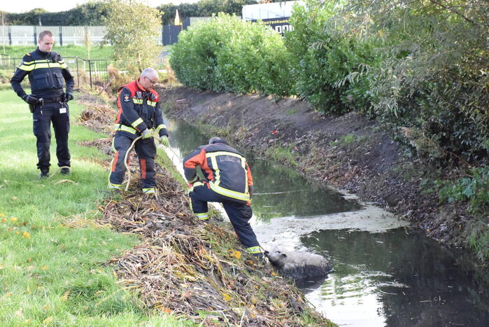 Schaap uit het water gered