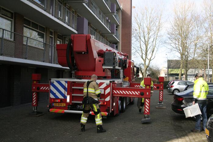 Meeuw vast in boom