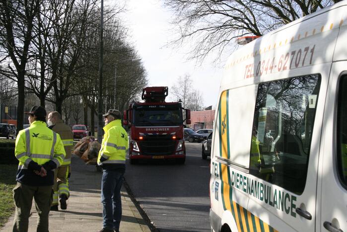 Meeuw vast in boom