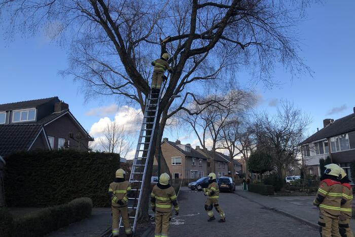 Brandweer haalt hangende tak weg