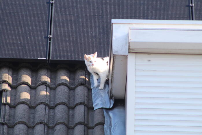 Brandweermannen halen kat van het dak