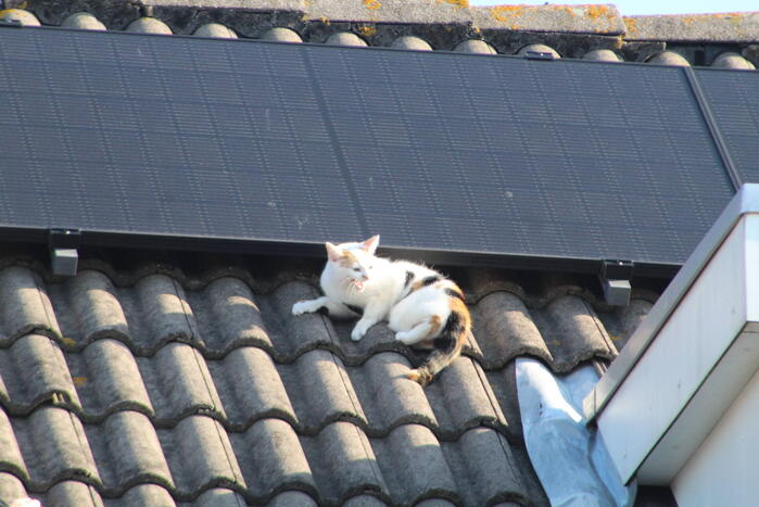 Brandweermannen halen kat van het dak