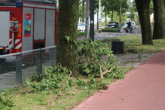 Afgebroken takken dreigen op bushalte te vallen