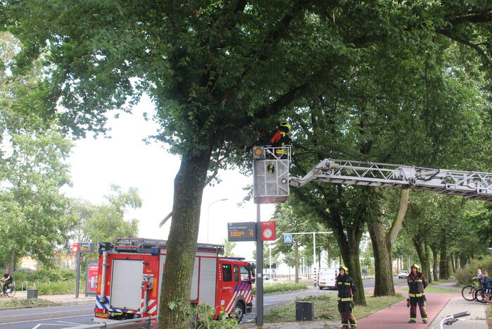 Afgebroken takken dreigen op bushalte te vallen