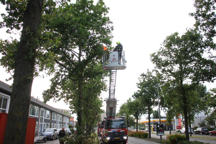 Brandweer verwijdert meerdere loshangende takken