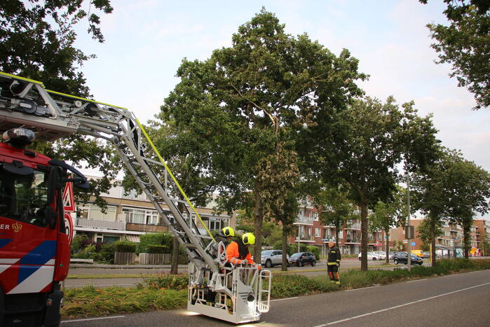 Brandweer verwijdert meerdere loshangende takken