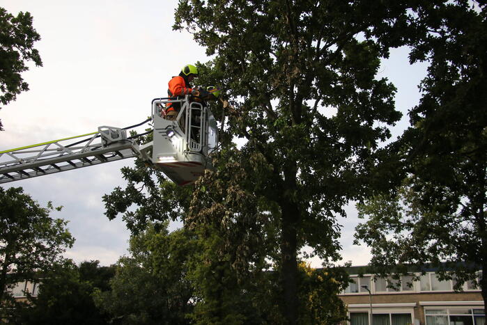 Brandweer verwijdert meerdere loshangende takken