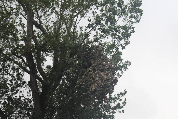 Takken van boom gezaagd na harde wind