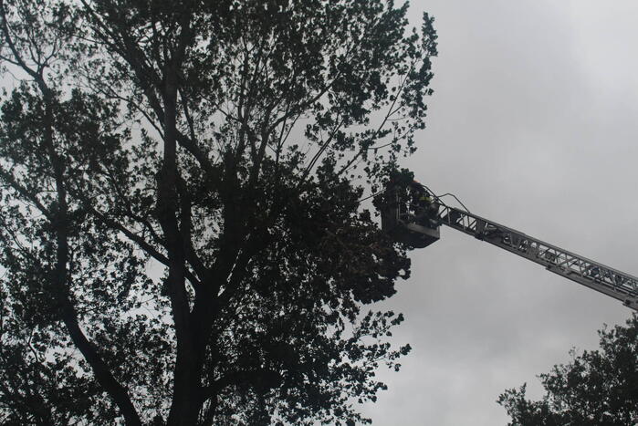 Takken van boom gezaagd na harde wind