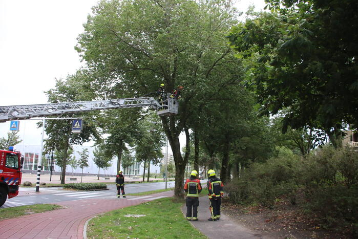 Takken van boom gezaagd na harde wind