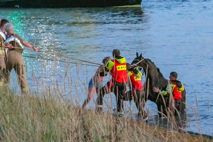 Hulpdiensten ingezet nadat paard verkoeling zoekt in Westerschelde