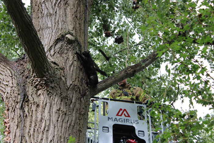 Brandweer haalt met moeite kat uit boom