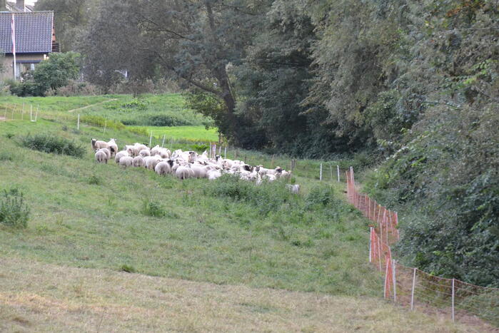 Schaap vast in schrikdraad