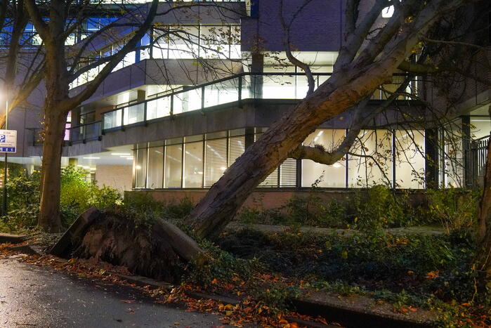 Grote boom waait tegen gebouw