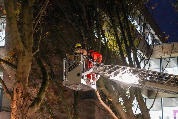 Grote boom waait tegen gebouw