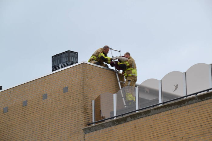 Brandweer haalt gewonde zwaan van dak