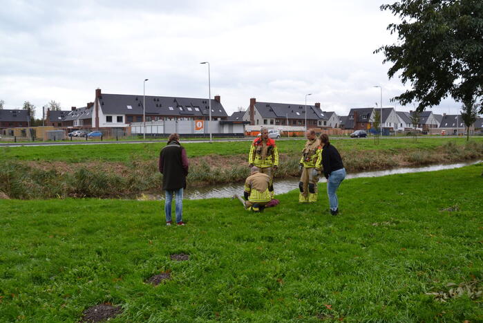 Brandweer haalt gewonde zwaan van dak