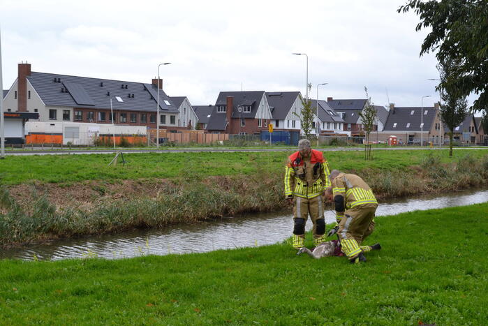 Brandweer haalt gewonde zwaan van dak